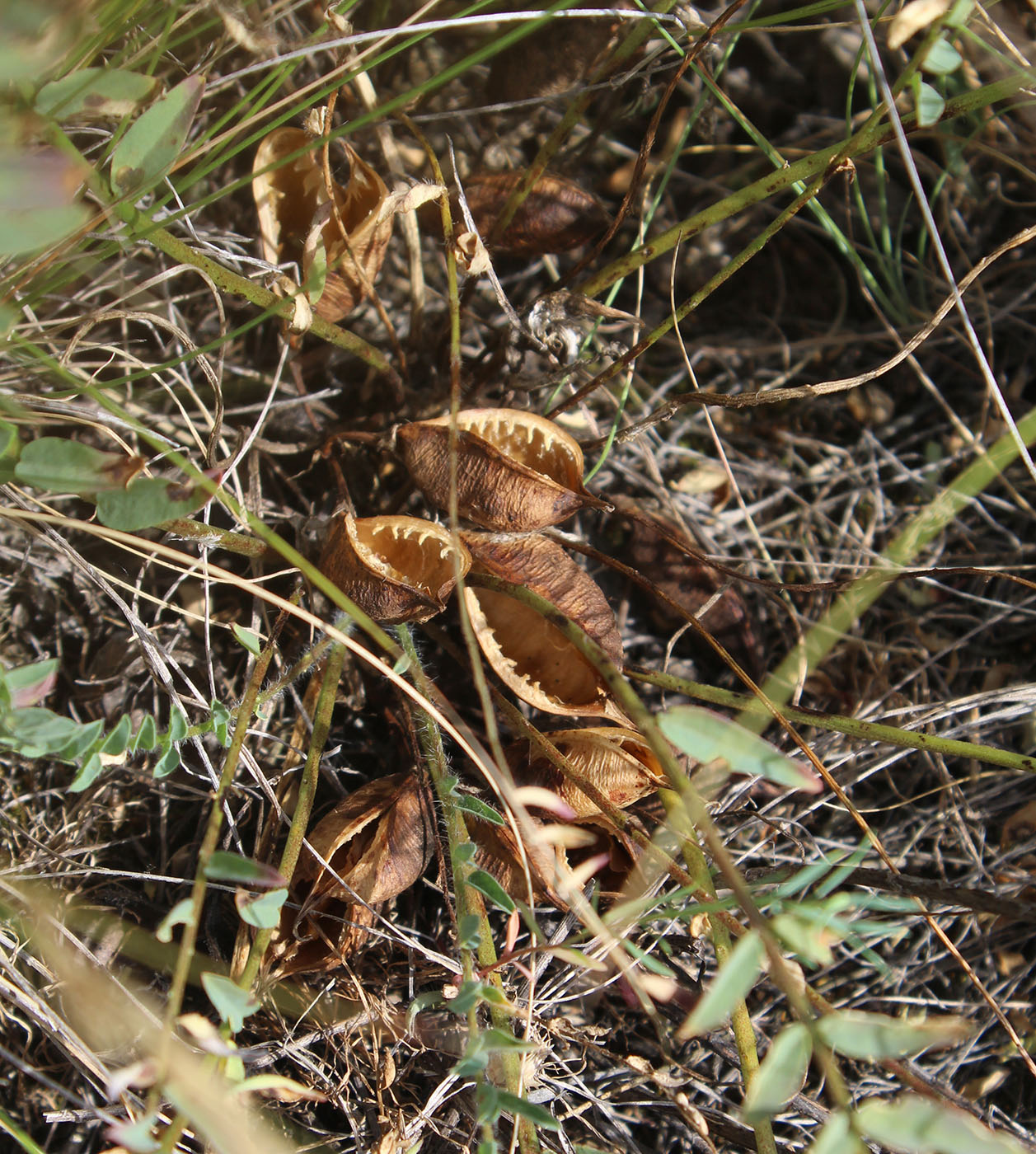 Image of Astragalus henningii specimen.