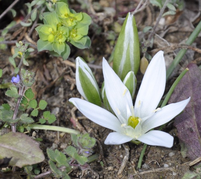 Image of Ornithogalum sibthorpii specimen.