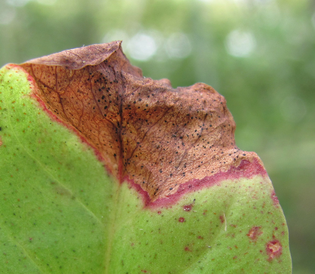 Image of Lysimachia nummularia specimen.