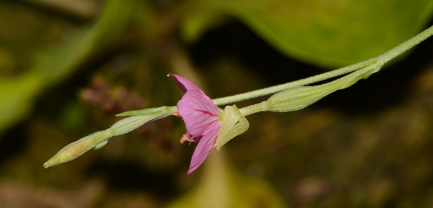 Image of Oenothera rosea specimen.