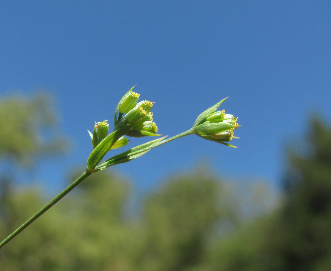 Image of Bupleurum brachiatum specimen.