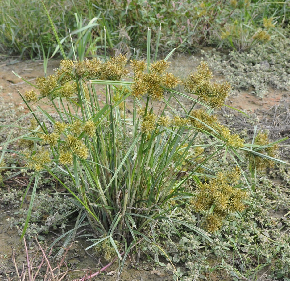 Изображение особи Cyperus rotundus.