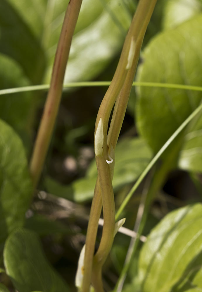 Image of Pyrola rotundifolia specimen.