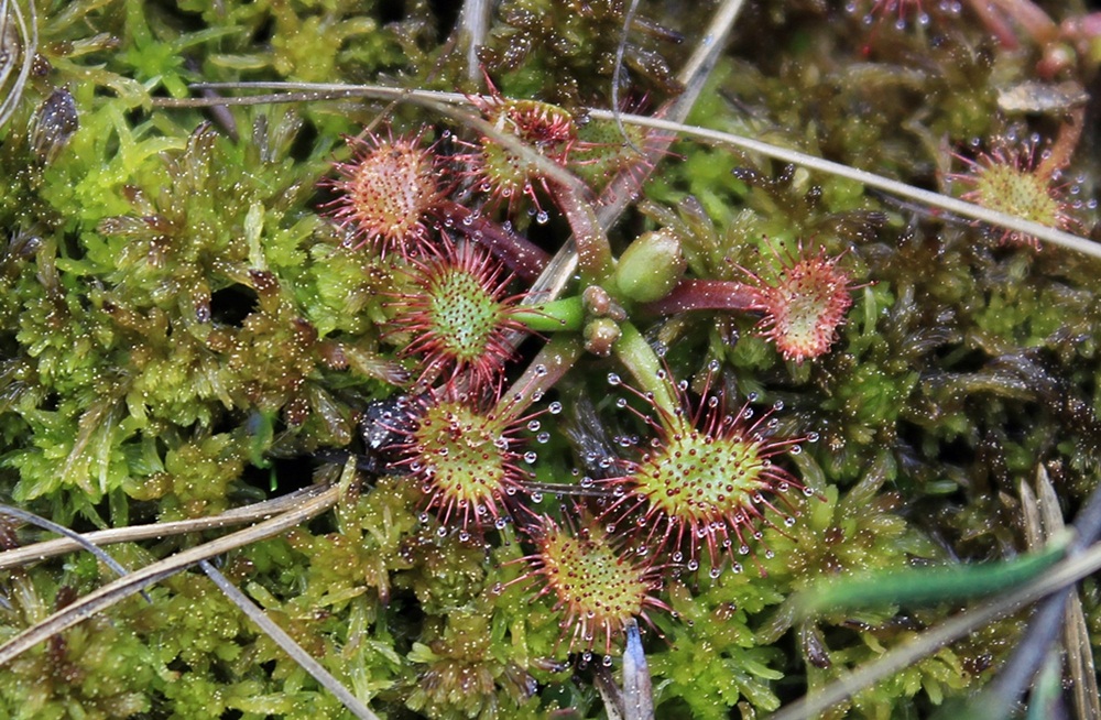 Image of Drosera rotundifolia specimen.