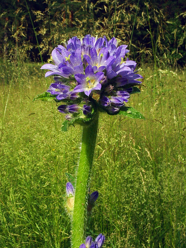 Image of Campanula cervicaria specimen.