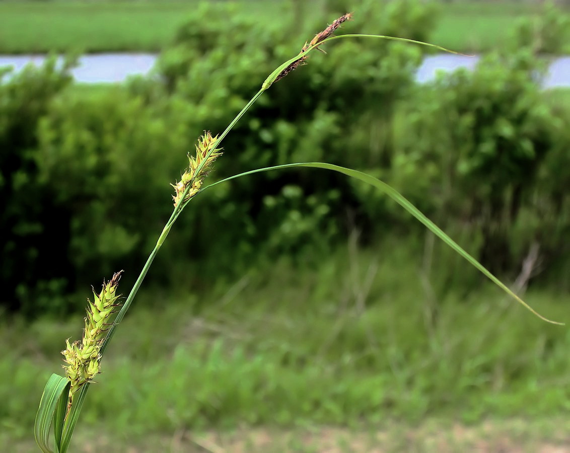 Изображение особи Carex raddei.