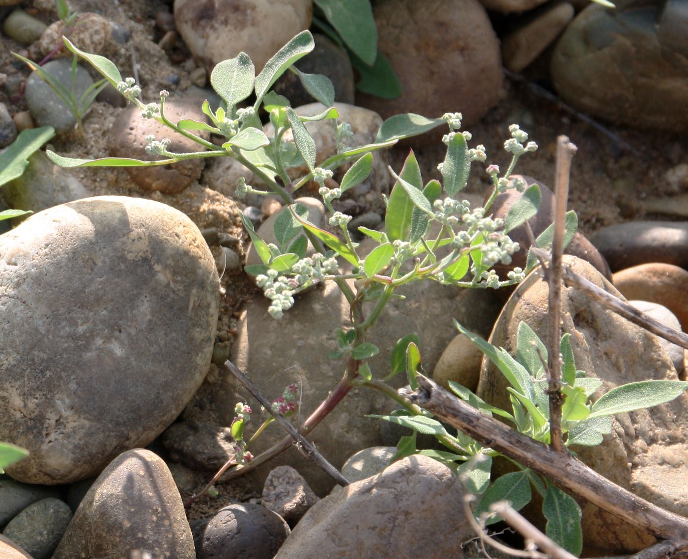 Изображение особи Chenopodium karoi.