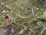 Fritillaria ruthenica. Цветущее растение. Украина, г. Запорожье, о-в Хортица, северный берег острова, степной склон. 27.04.2015.