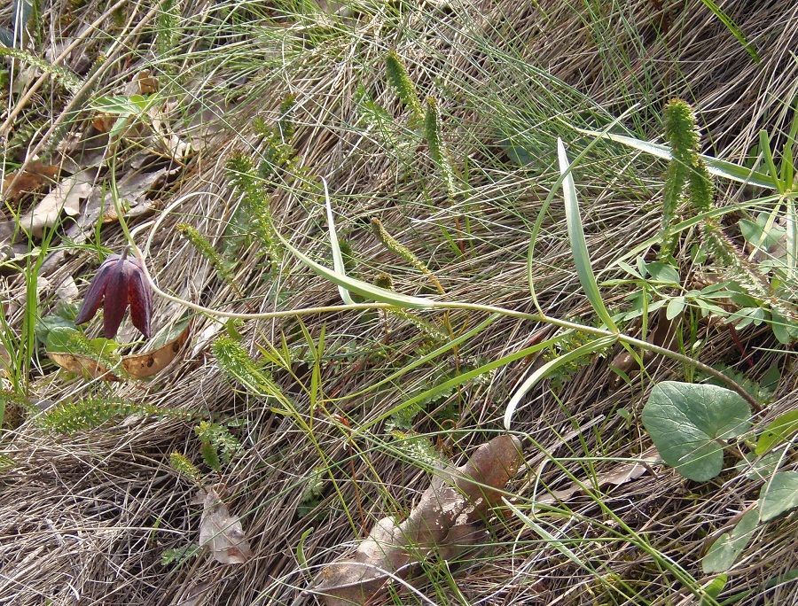 Image of Fritillaria ruthenica specimen.