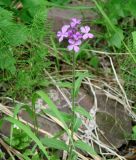 Hesperis sibirica