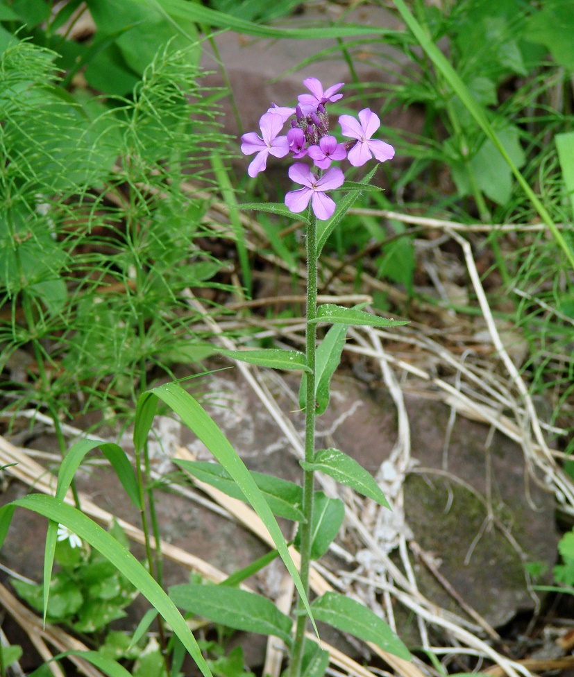 Image of Hesperis sibirica specimen.