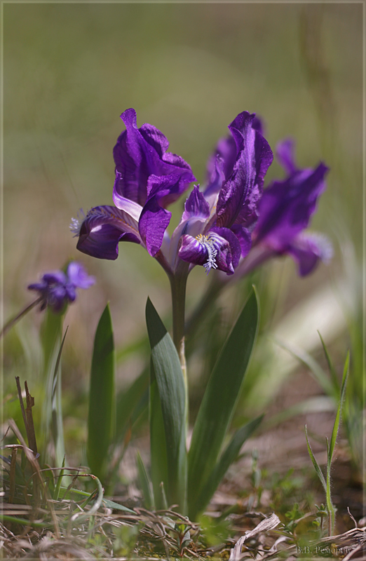 Image of Iris pumila specimen.