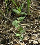 Смотреть изображение Scutellaria hastifolia