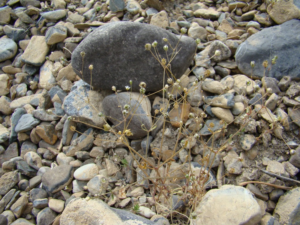 Image of Dichoglottis alsinoides specimen.