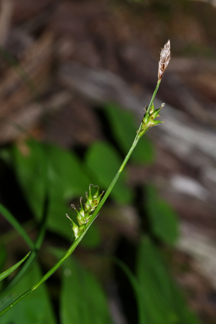Image of Carex xiphium specimen.