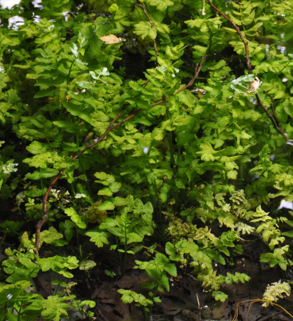 Image of familia Apiaceae specimen.