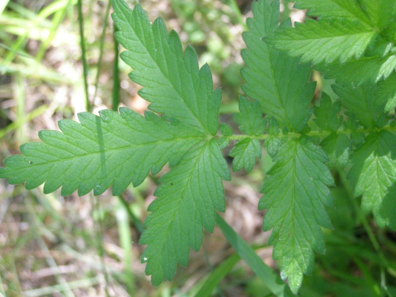 Изображение особи Agrimonia eupatoria.