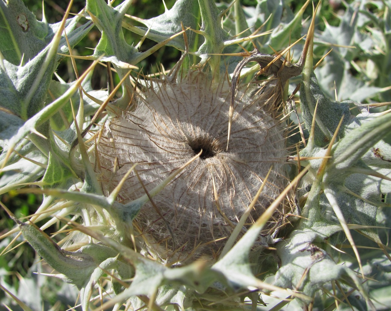 Image of Cirsium cephalotes specimen.