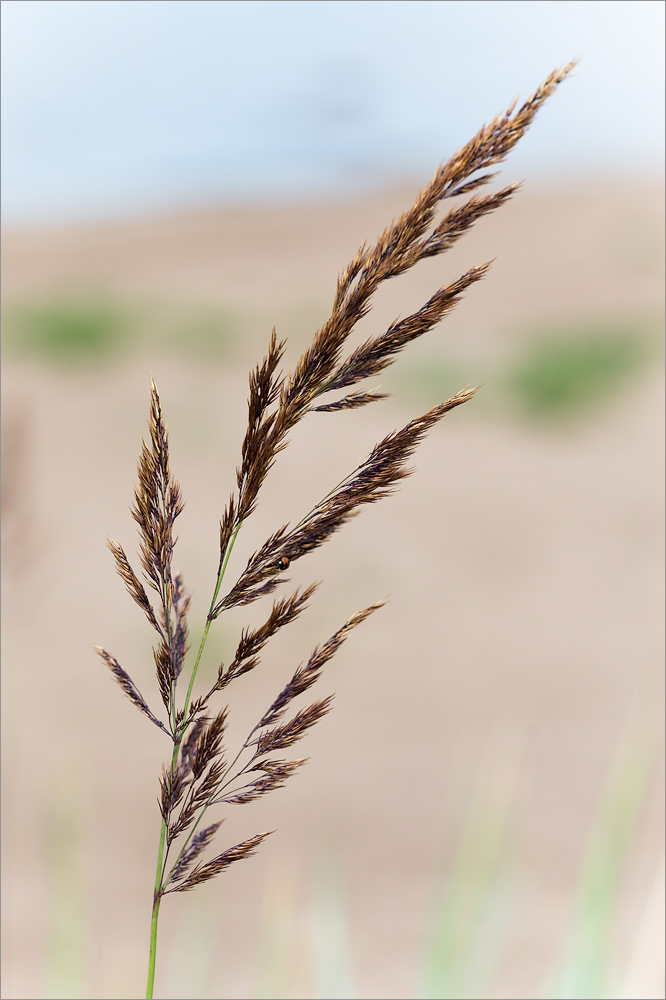 Image of Calamagrostis meinshausenii specimen.