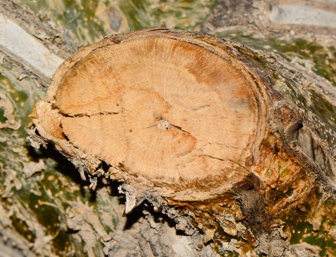 Image of Fouquieria macdougalii specimen.