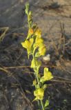 Linaria genistifolia. Верхушка соцветия. Крым, окр. Евпатории, пересыпь оз. Сасык, приморские пески. 17 сентября 2017 г.