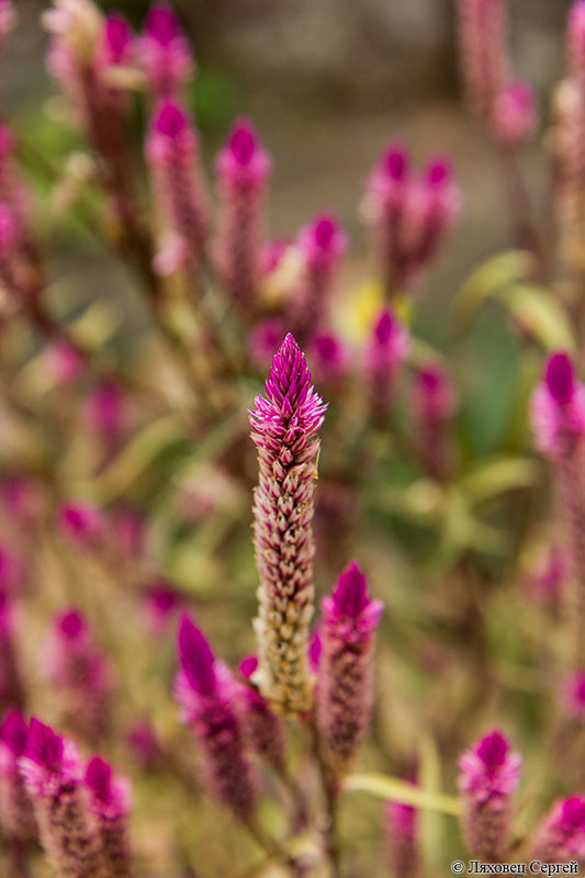 Image of Celosia spicata specimen.