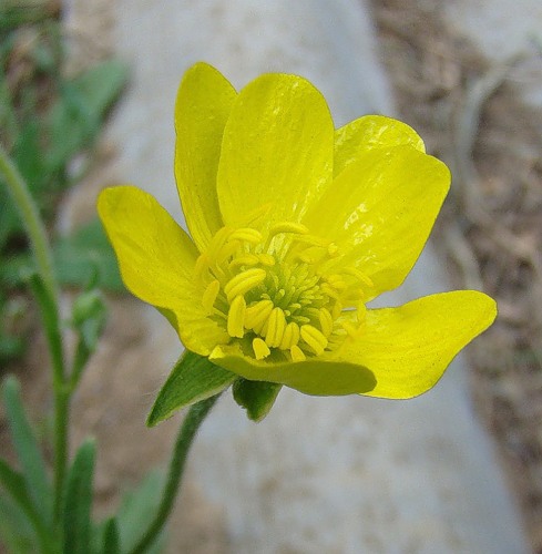 Image of Ranunculus oxyspermus specimen.