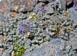 Nepeta kokanica