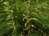 Epilobium villosum