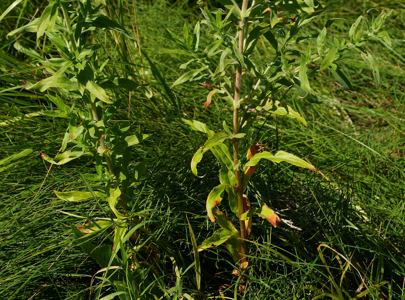 Image of Epilobium villosum specimen.