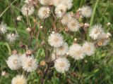 Erigeron acris. Часть верхушки плодоносящего растения с единичными соцветиями и единичными облетевшими соплодиями. Восточный Казахстан, Уланский р-н, окр. с. Украинка, луг. 22.07.2005.