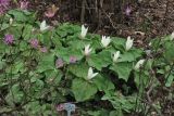 Trillium albidum