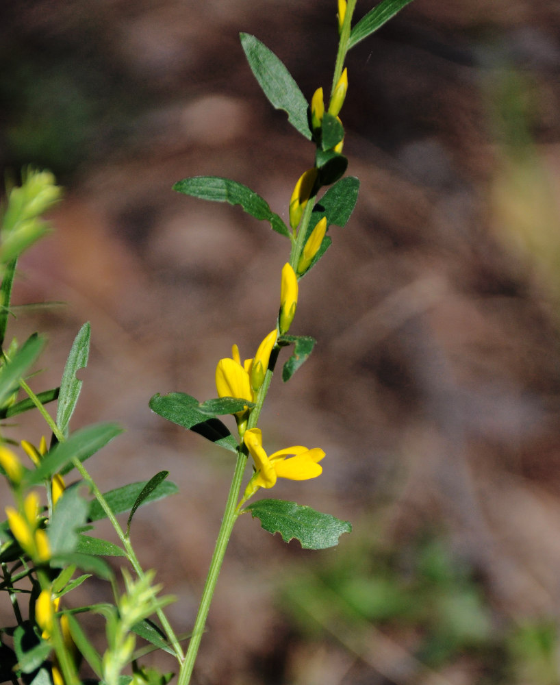 Image of Genista tinctoria specimen.