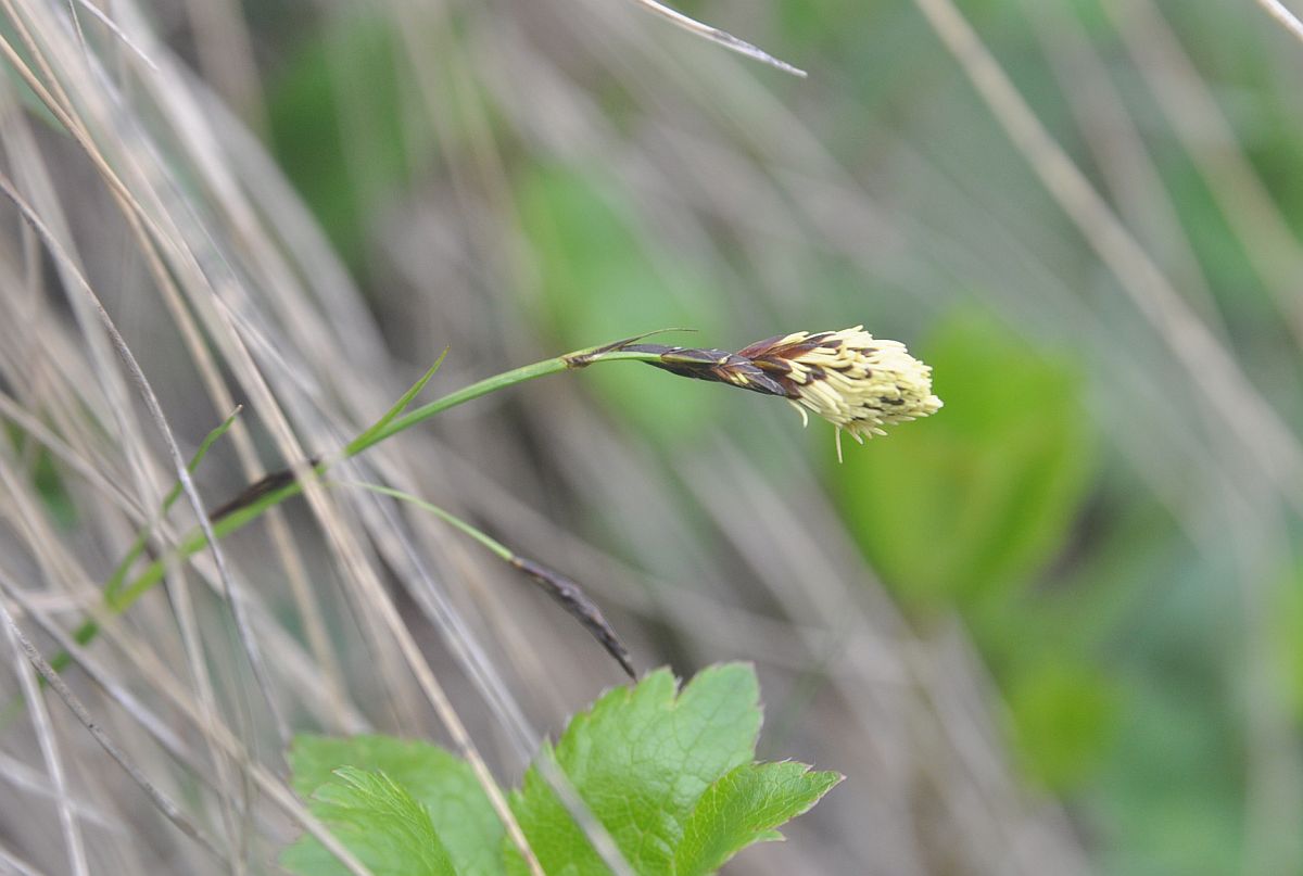 Image of genus Carex specimen.