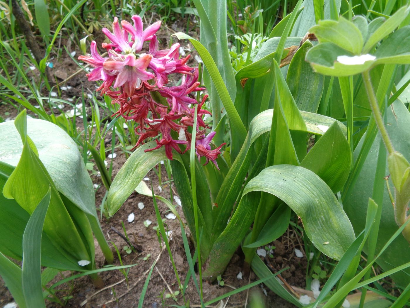 Image of Hyacinthus orientalis specimen.