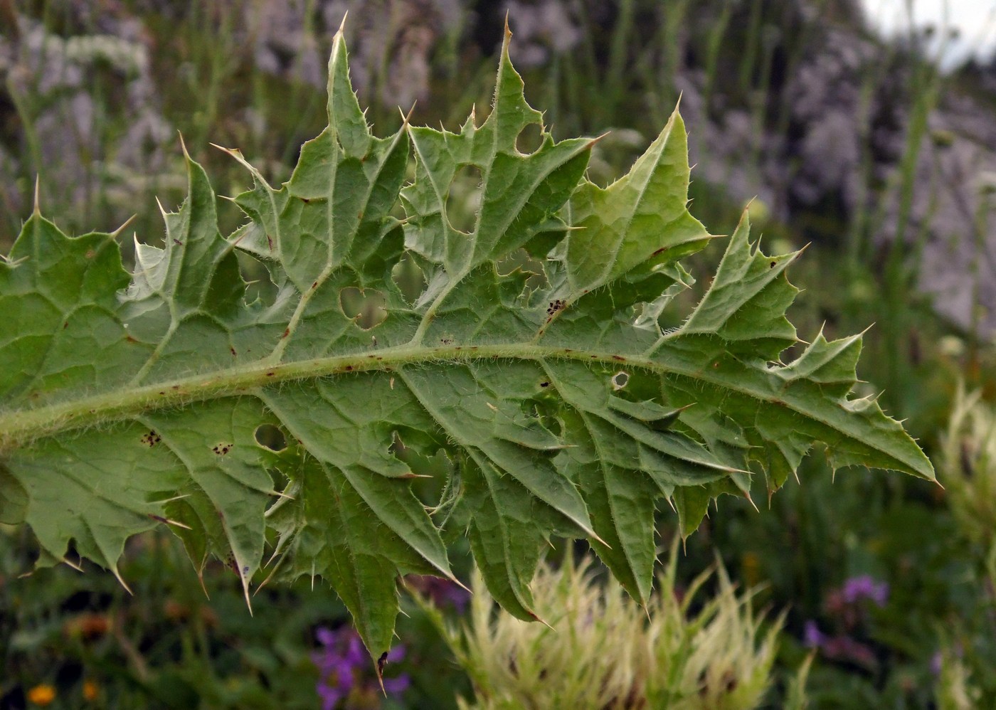 Image of Cirsium obvallatum specimen.