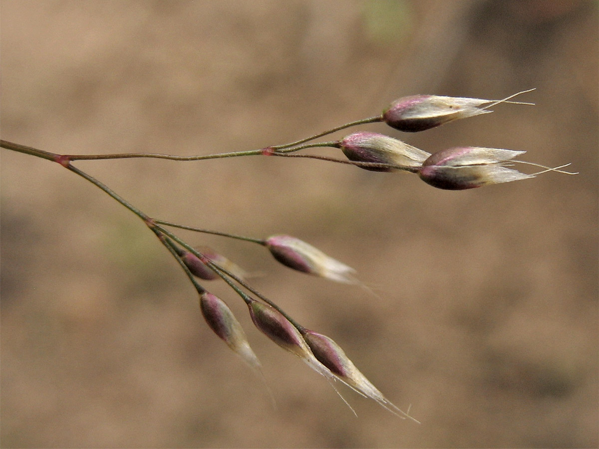 Image of Aira caryophyllea specimen.