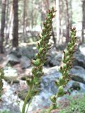 Goodyera repens. Соплодия. Кабардино-Балкария, Эльбрусский р-н, окр. пос. Эльбрус, ок. 1800 м н.у.м., сосняк. 07.08.2018.