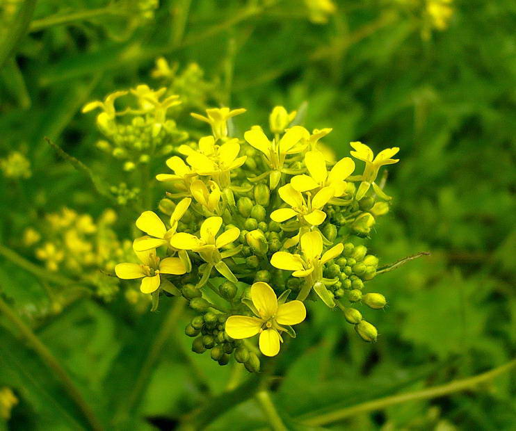 Image of Bunias orientalis specimen.