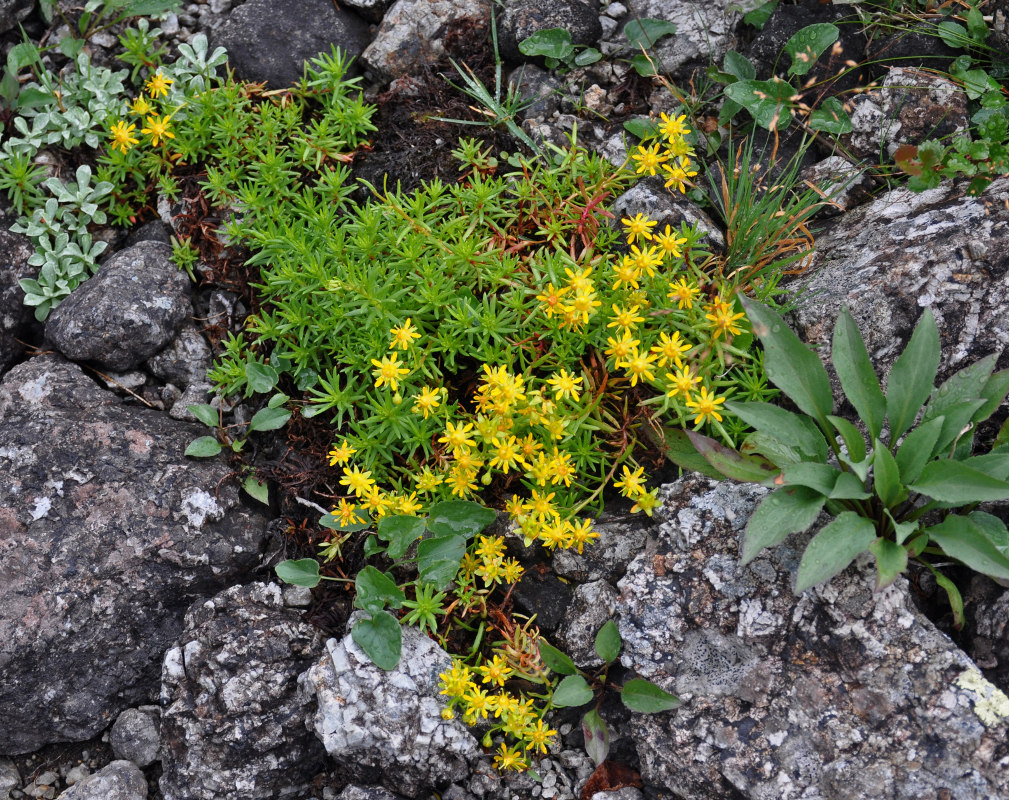 Image of Saxifraga aizoides specimen.