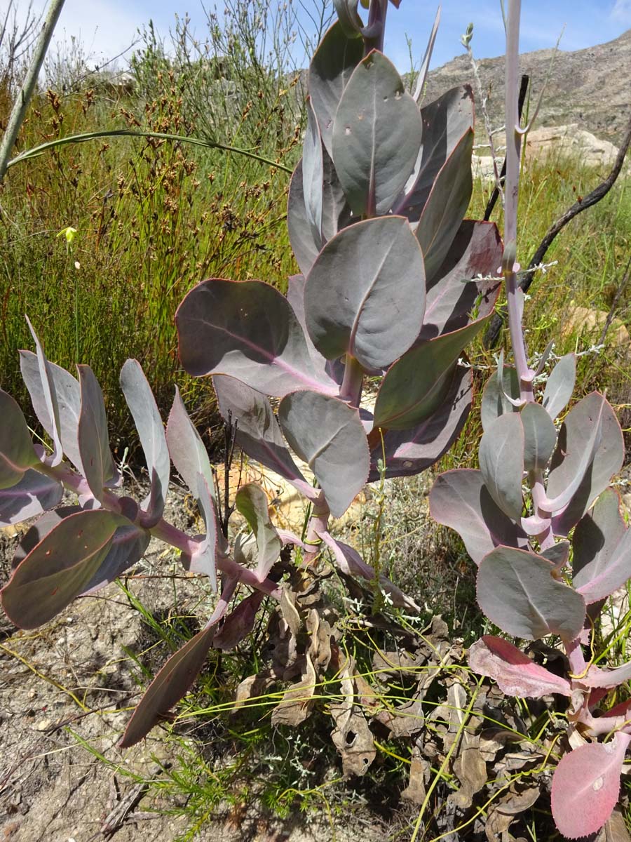 Image of Othonna parviflora specimen.