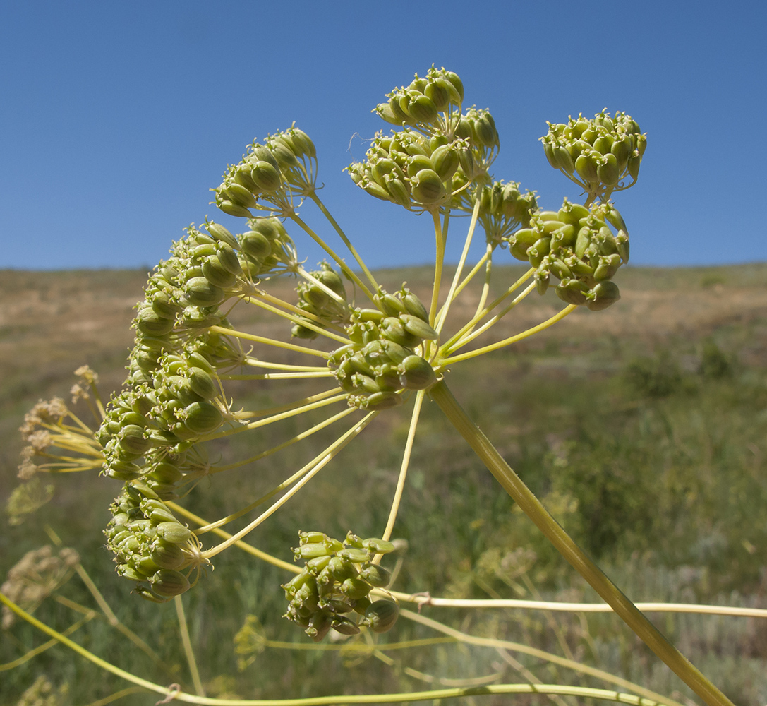 Изображение особи Pastinaca clausii.