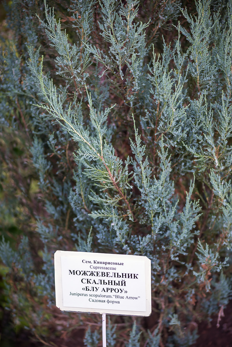 Image of Juniperus scopulorum specimen.