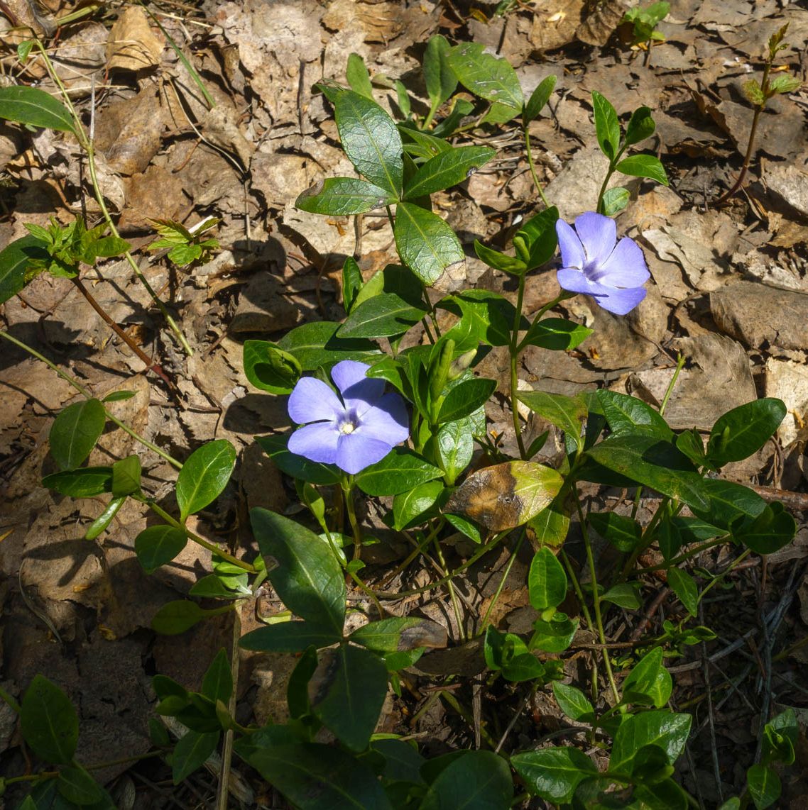 Изображение особи Vinca minor.