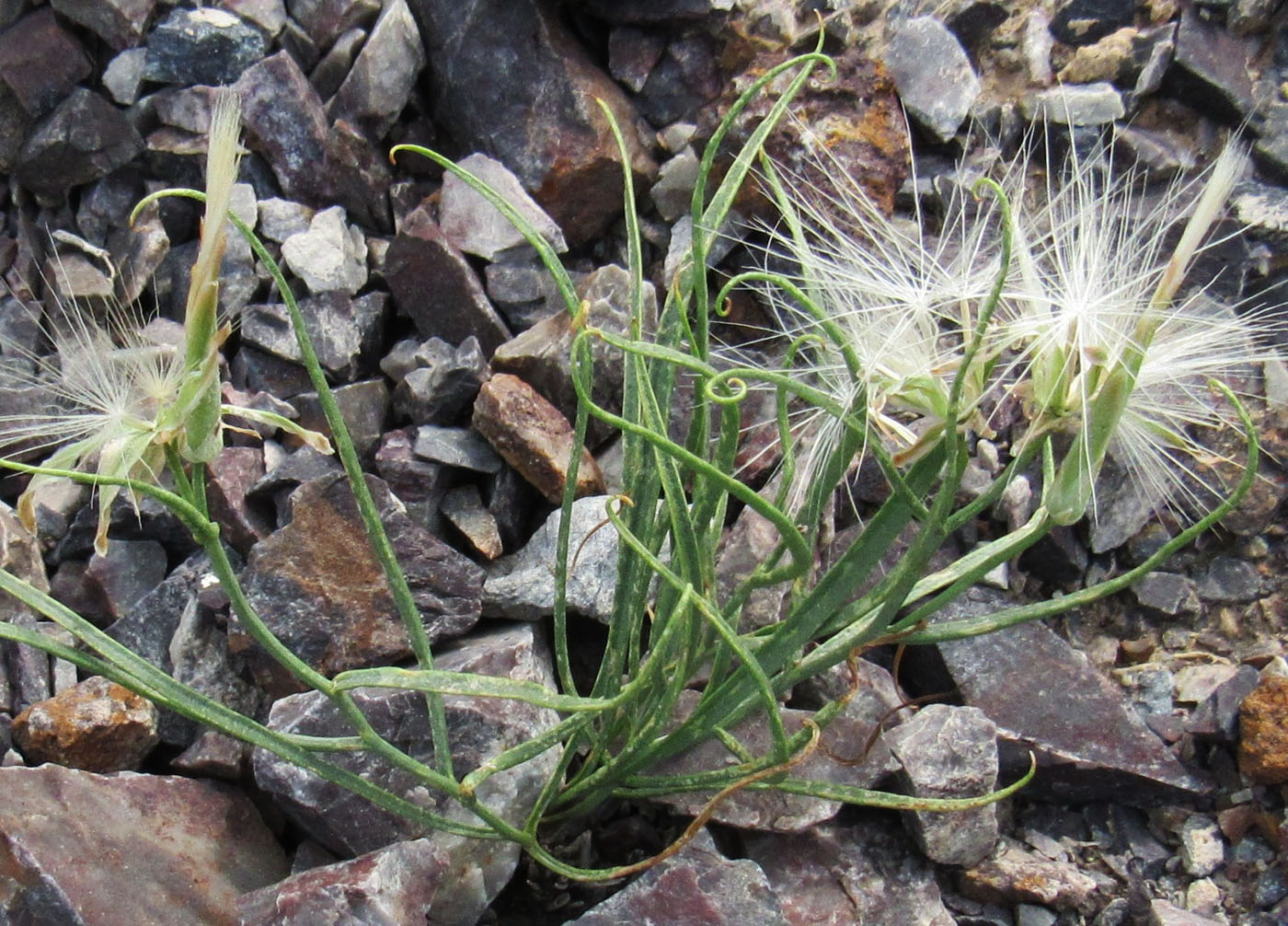 Image of Takhtajaniantha pusilla specimen.