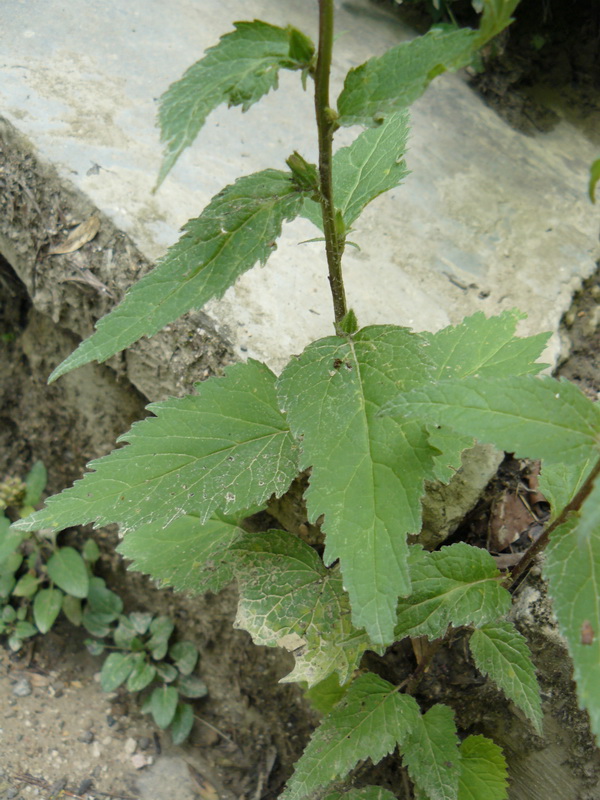 Image of Campanula trachelium specimen.