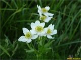 Anemonastrum narcissiflorum