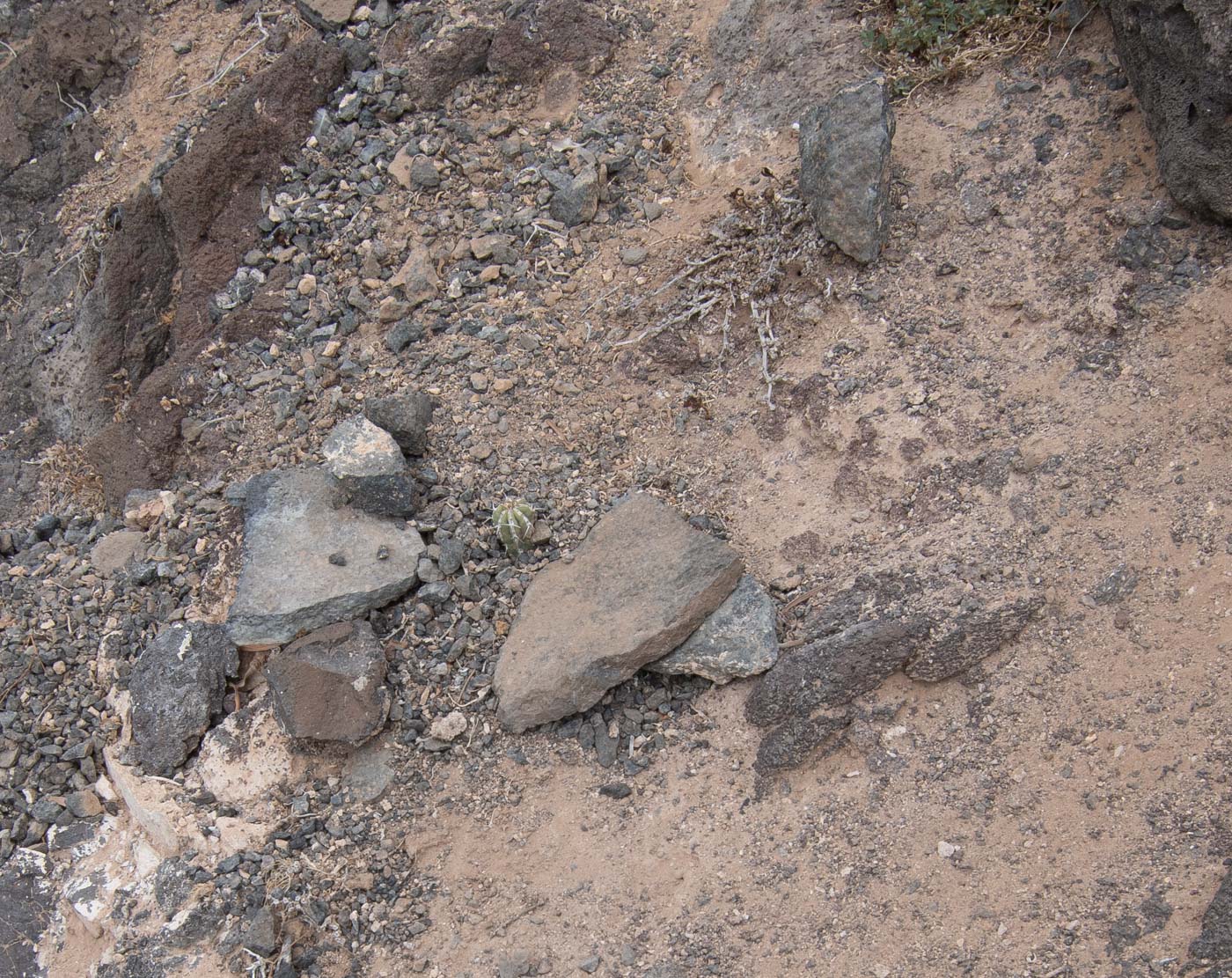 Image of Euphorbia handiensis specimen.