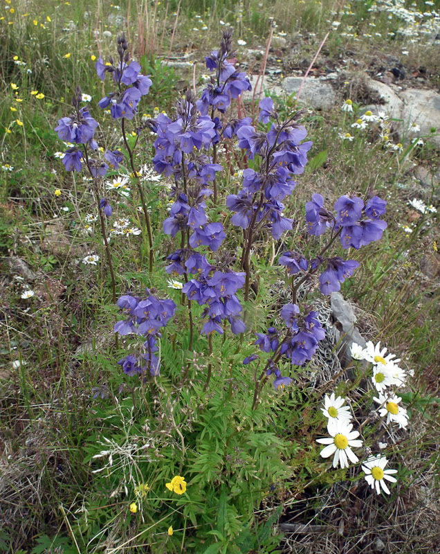 Image of Polemonium caeruleum specimen.