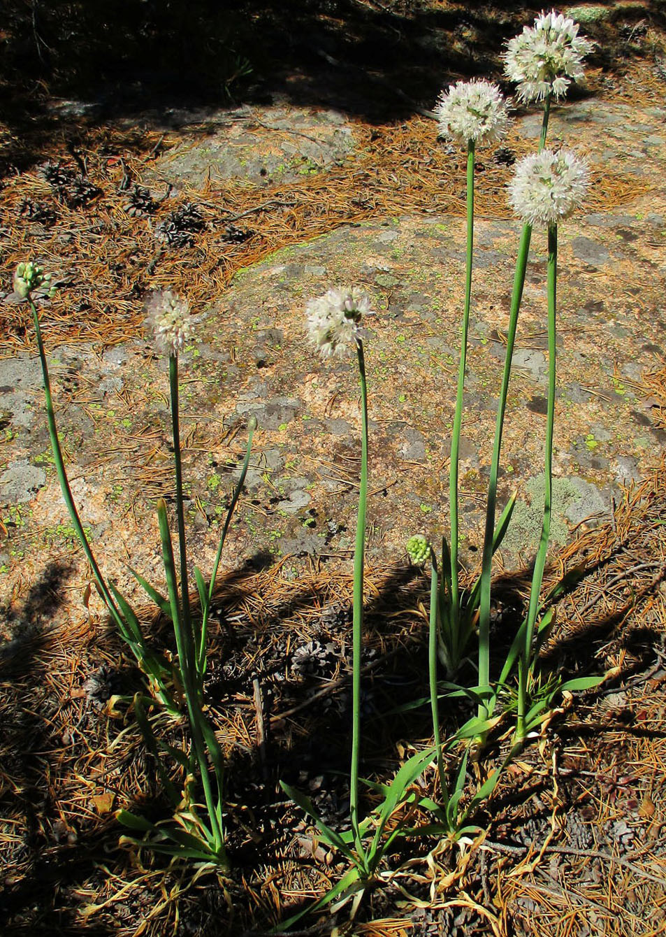 Image of Allium nutans specimen.